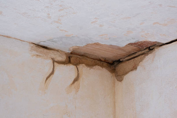 Best Water damage restoration specialists  in Town N Country, FL