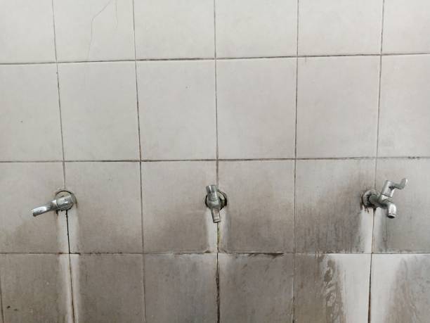 Best Mold removal after water damage  in Town N Country, FL