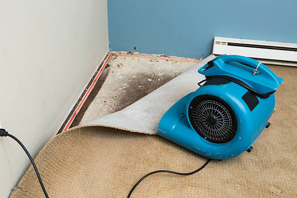 Best Local water damage restoration  in Town N Country, FL